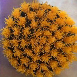 All-Purpose Drill Brush Attachment Set of 3 | Drill Brush Attachment Set | Brush Attachment for Power Drill | Drill Brush Attachment | Powered Carpet Cleaning Brushes for Car | for Tub Shower Tile, Bathroom, Kitchen Surface | Without Battery